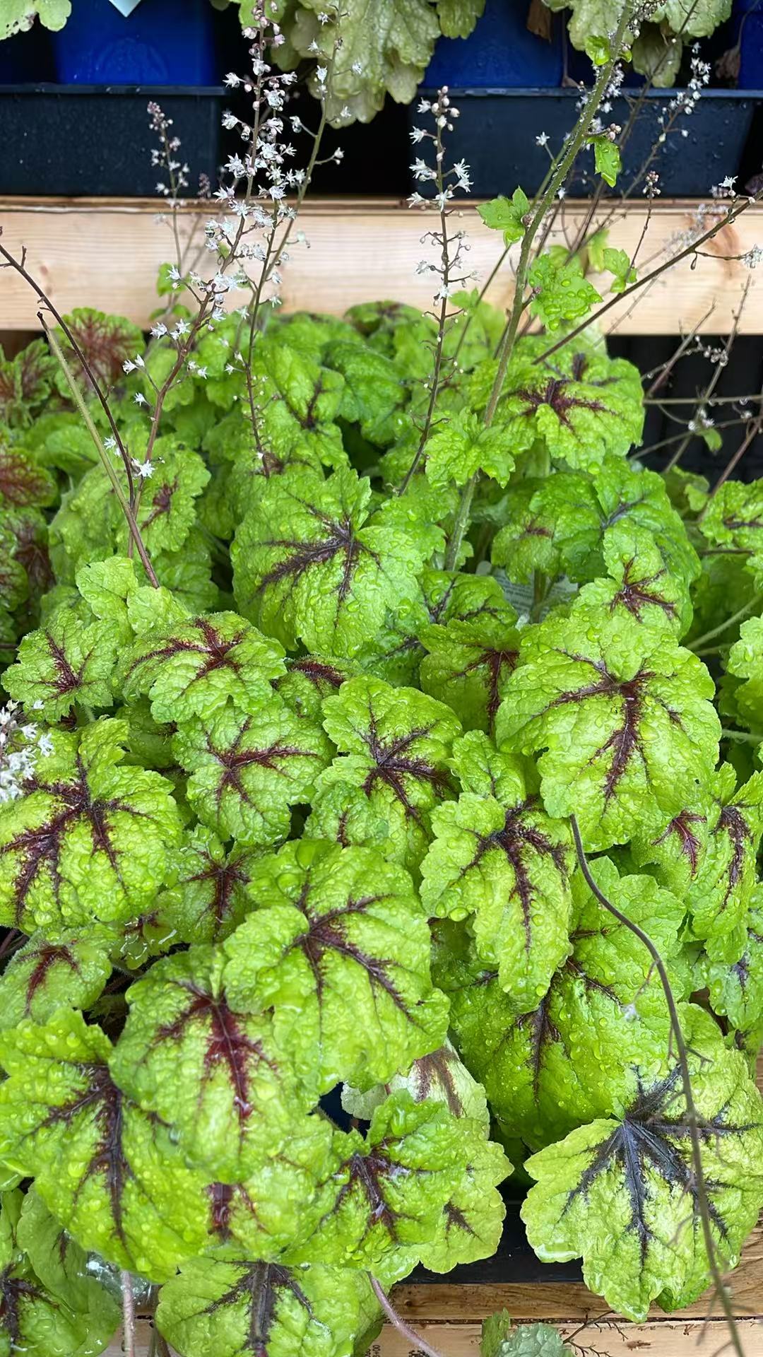 Coral Bells 'Catching Fire'