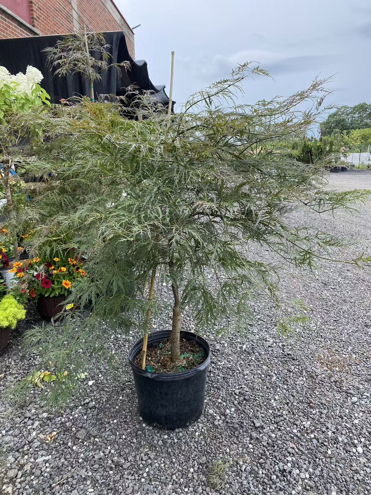 Acer palmatum dissectum 'Crimson Queen'