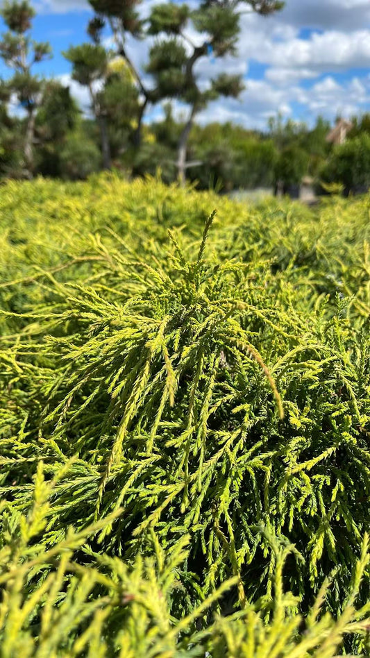 Cypress Sungold