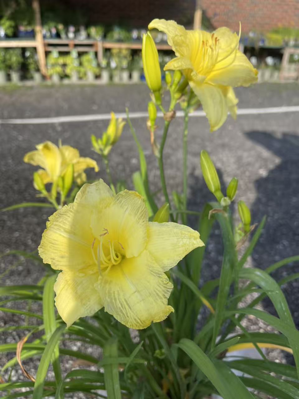 Daylily Stella Supreme