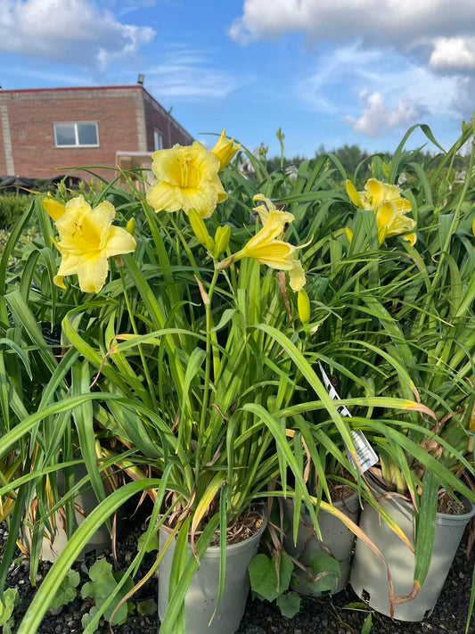 Daylily Stella Supreme