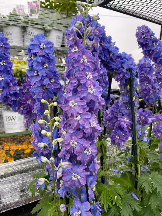 Delphinium 'Guardian Blue'
