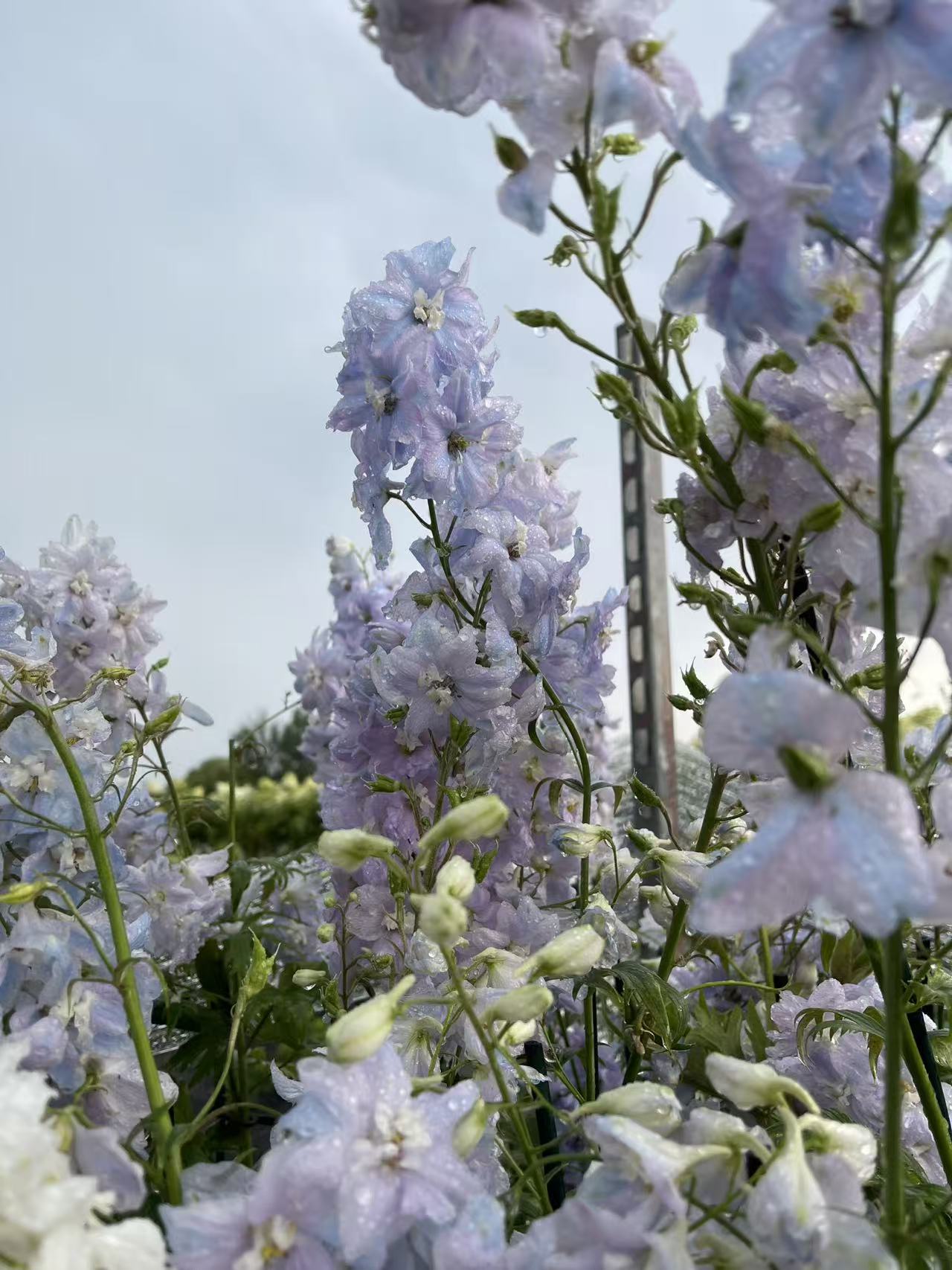 Delphinium 'Guardian Lavender'
