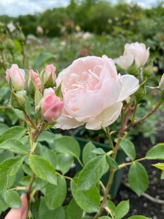 Desdemona™ David Austin Rose