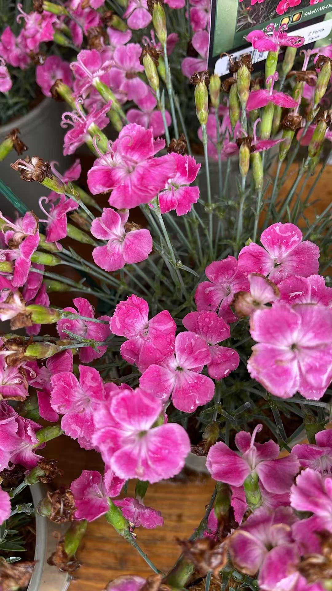 Dianthus 'Lip Gloss'