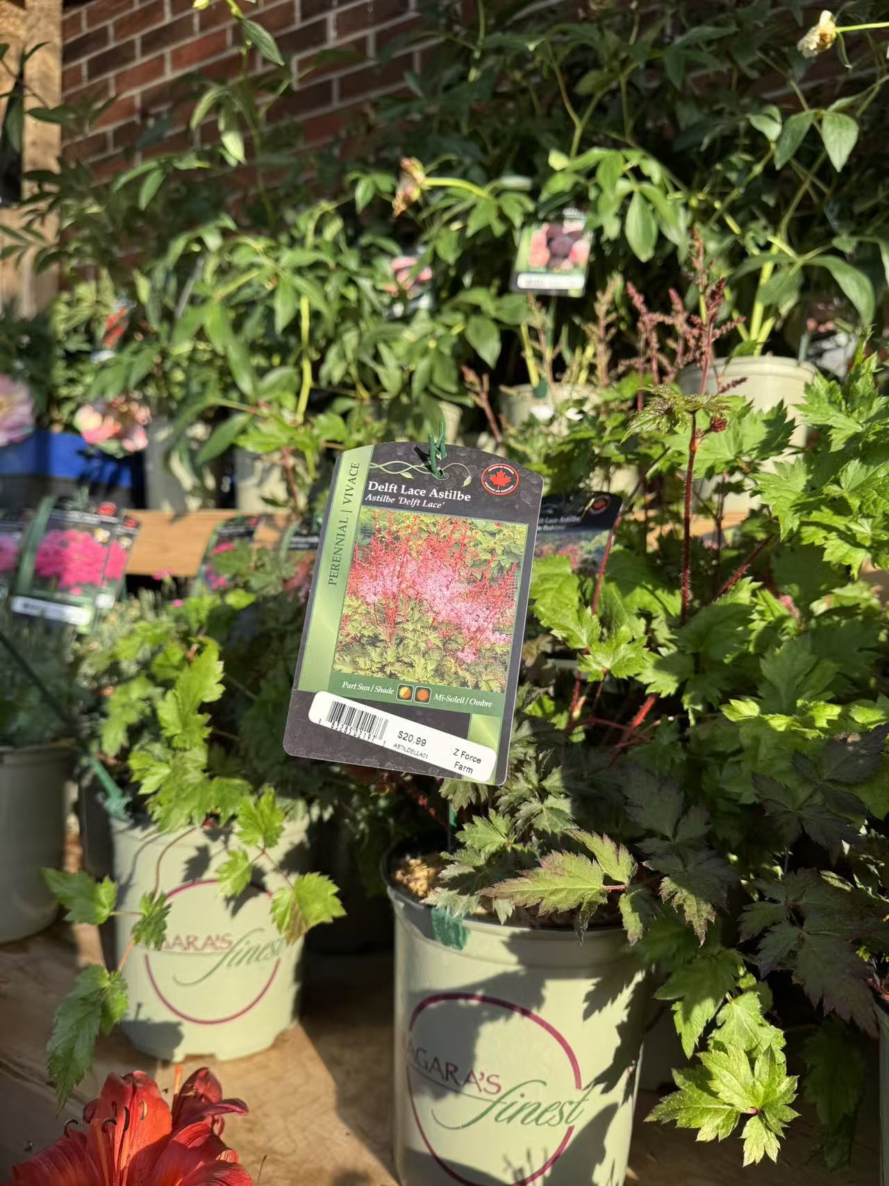 Astilbe 'Delft Lace'