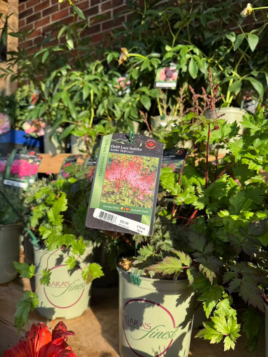 Astilbe 'Delft Lace'