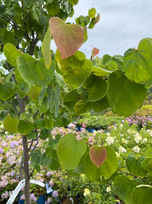 Eastern Redbud Single Stem