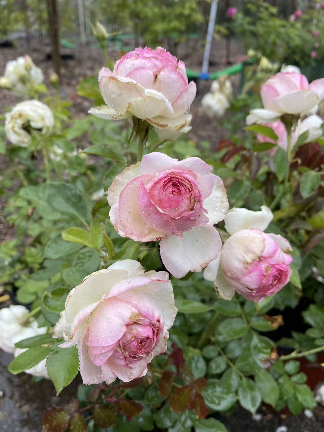 Eden Climber®