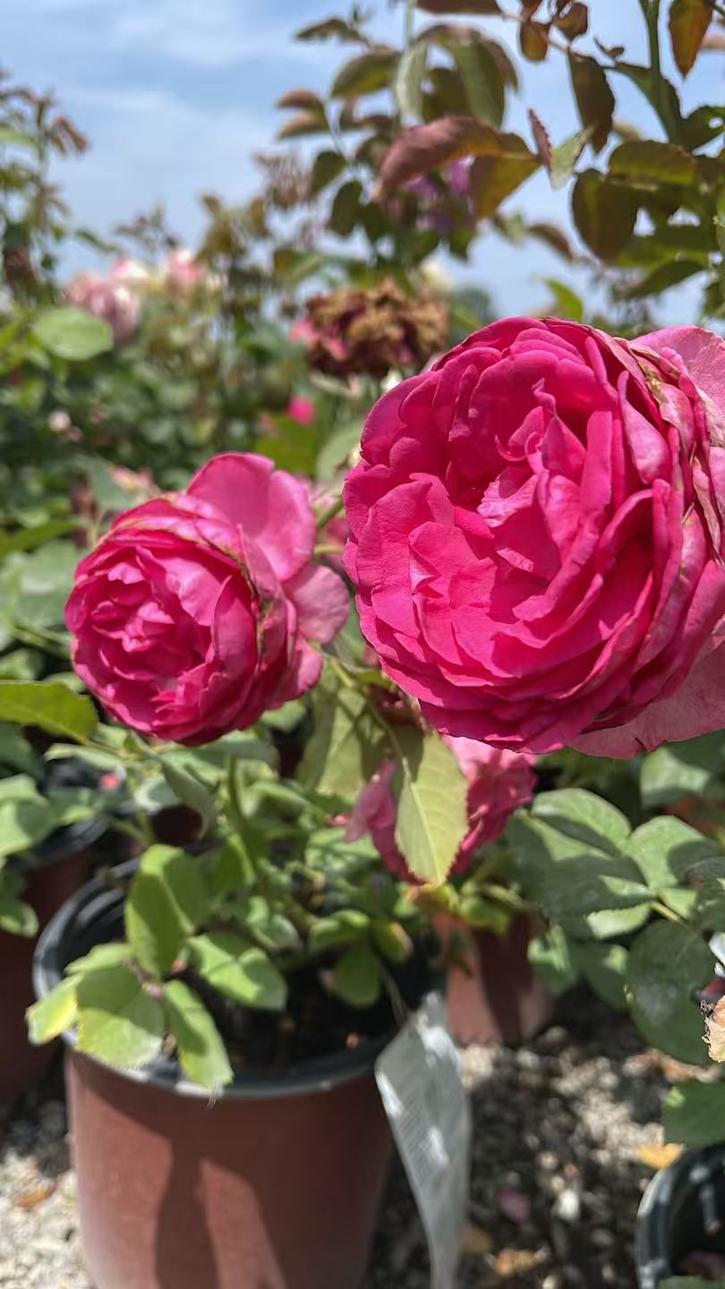 Eden Climber® Pink