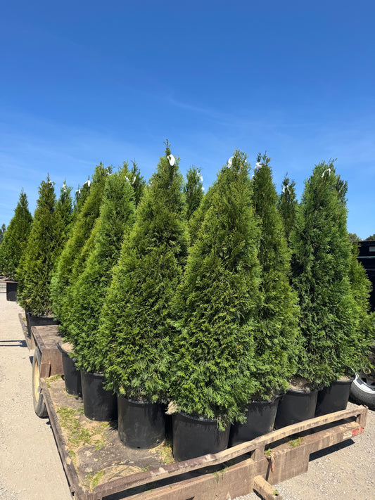 Emerald cedar trees growing in nursery Ontario