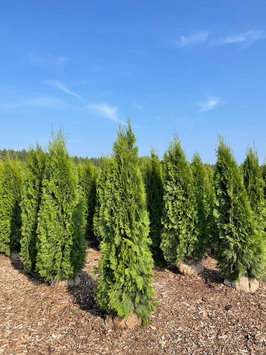 Emerald cedar trees for privacy hedge in Toronto