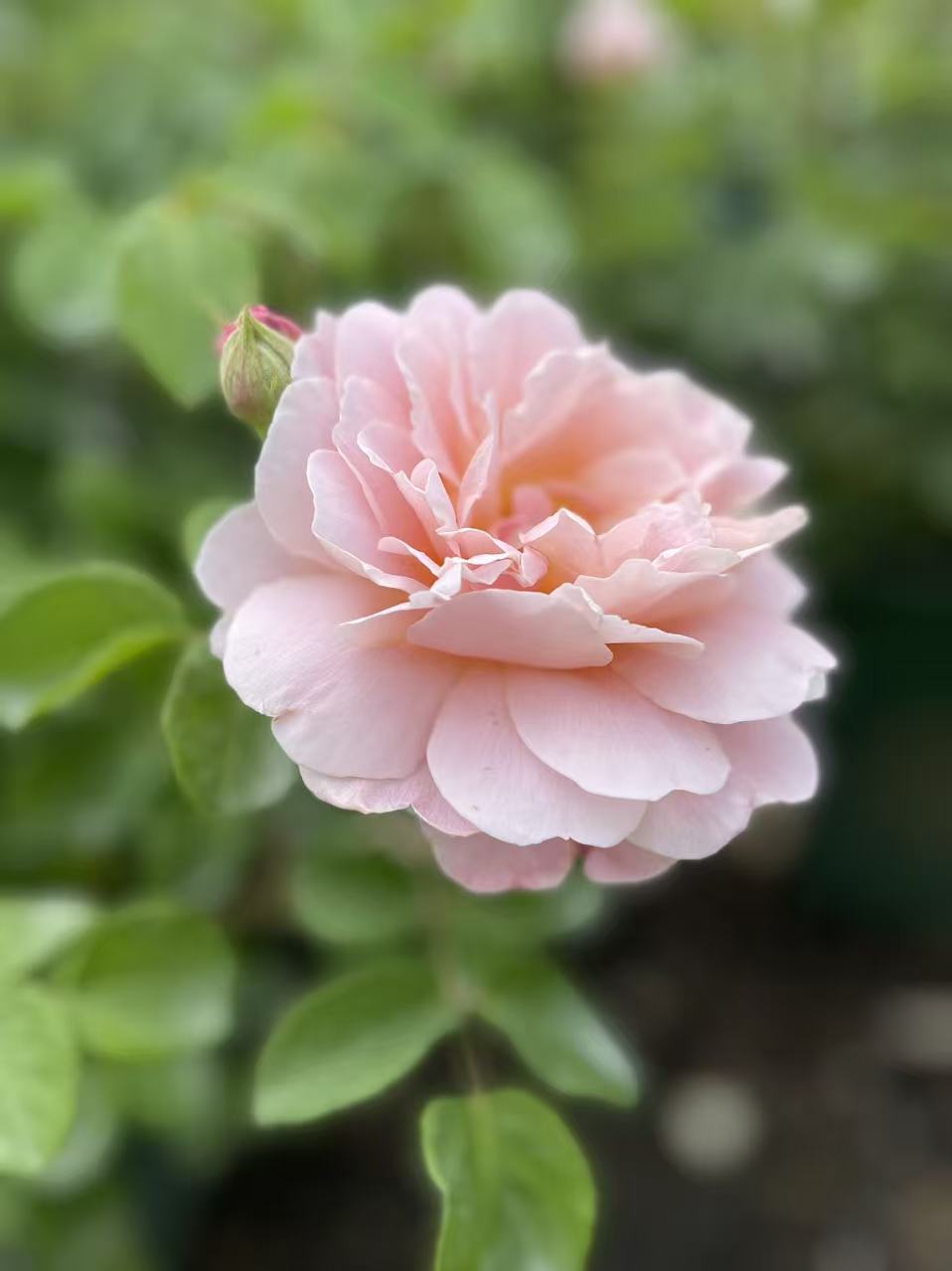 Eustacia Vye David Austin Rose