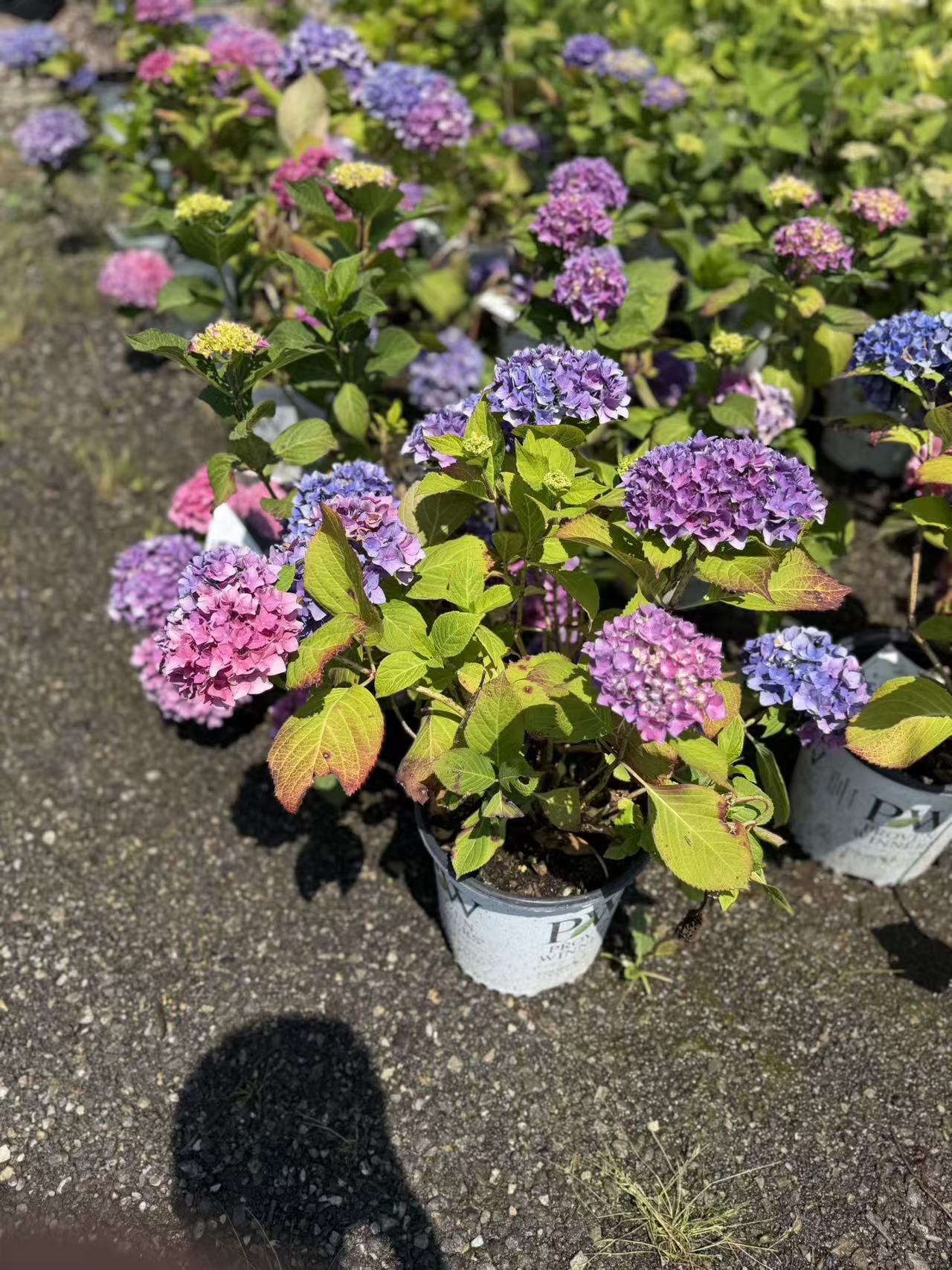 Hydrangea macrophylla Let's Dance® Blue Jangles®