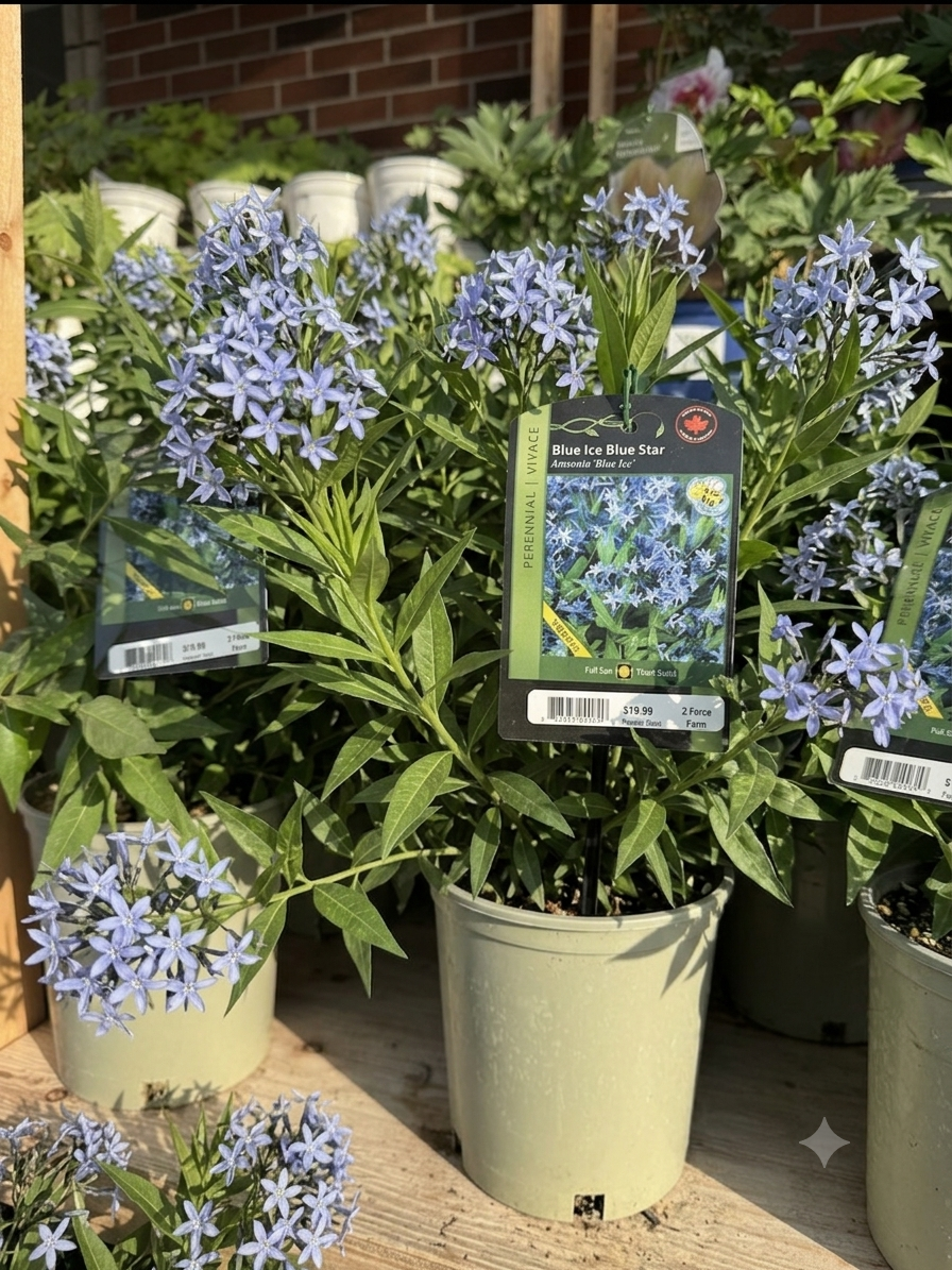 Amsonia 'Blue Ice'
