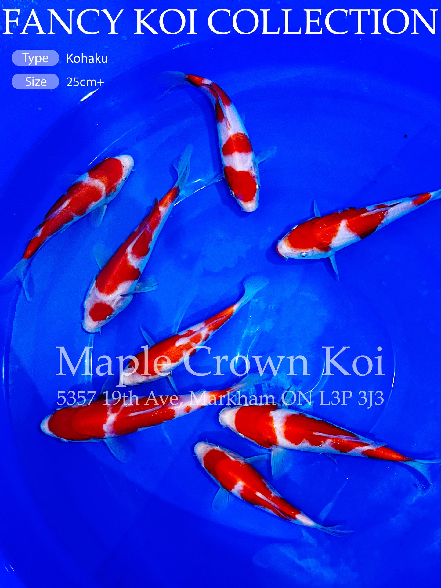 Fancy Koi Kohaku