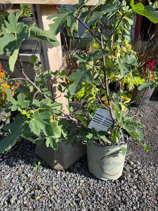 Fig 'Little Ruby'