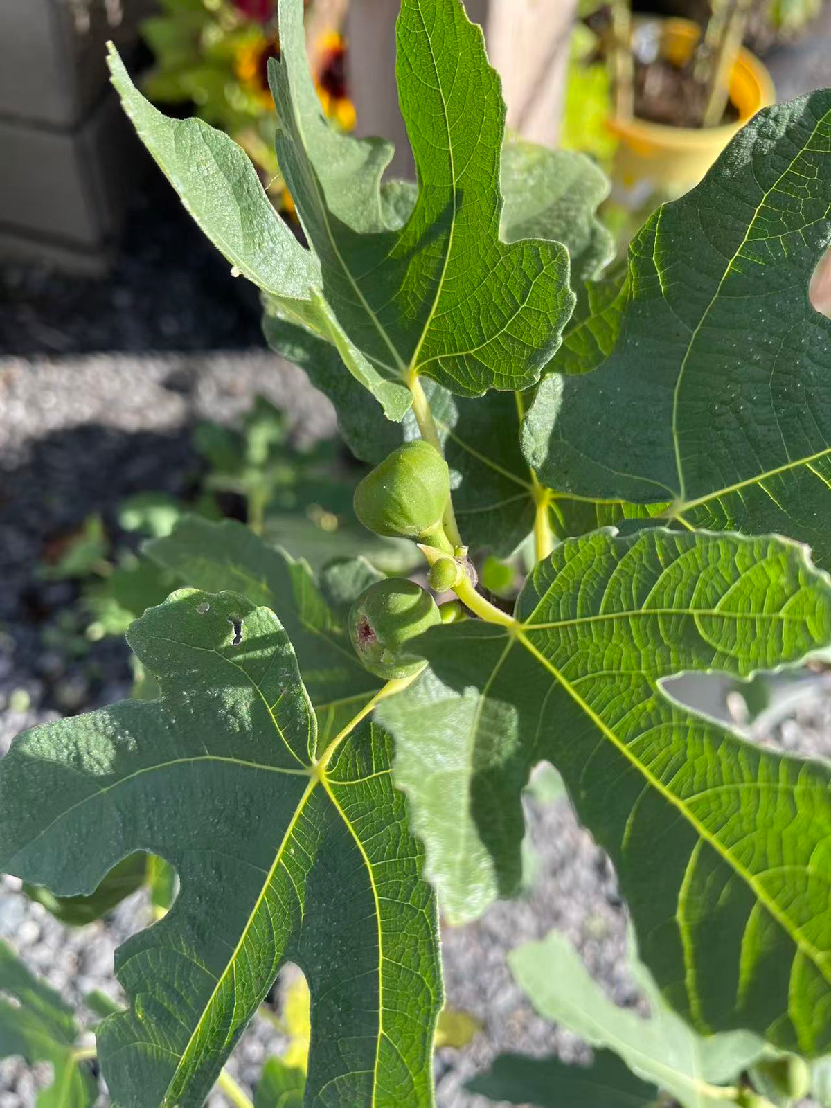 Fig 'Little Ruby'