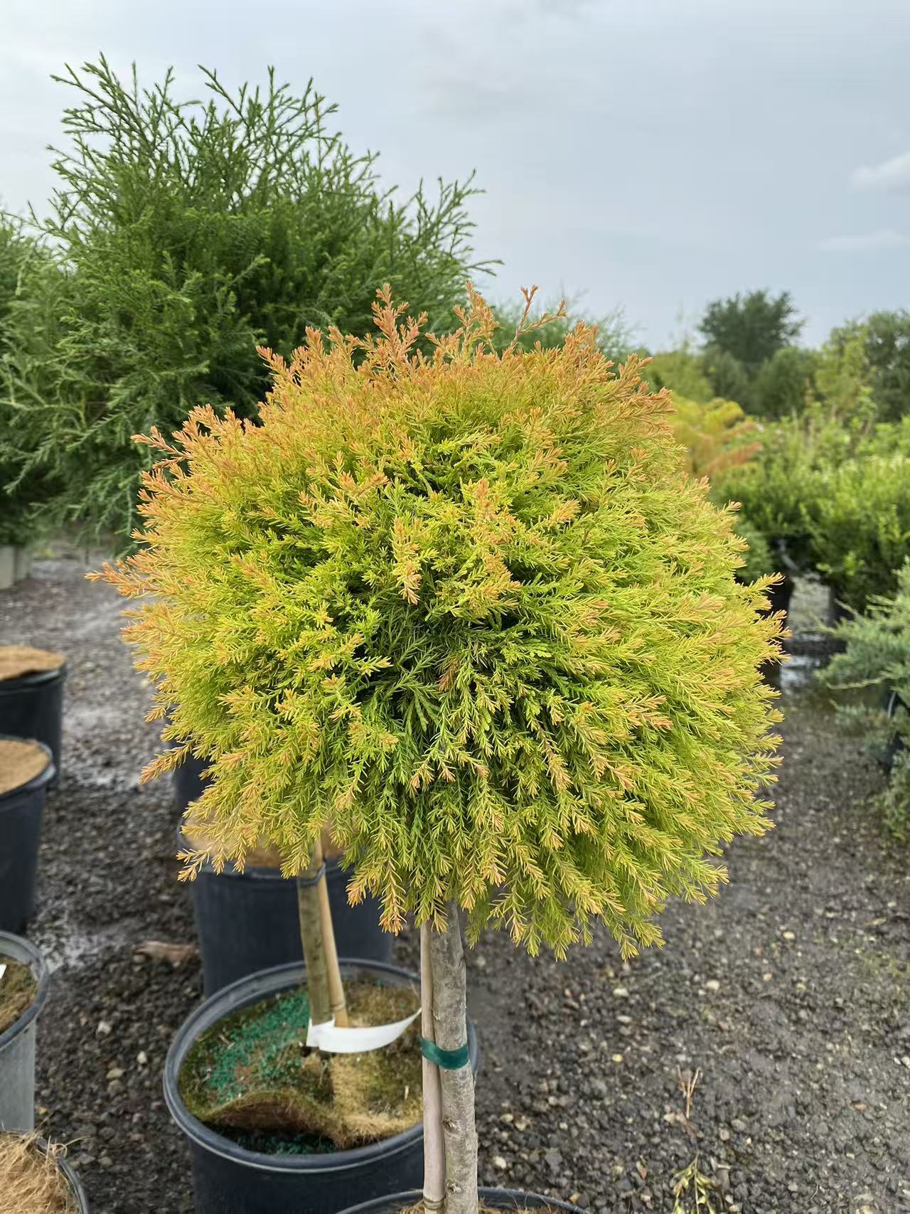 Thuja Occidentalis 'Fire Chief' Std.