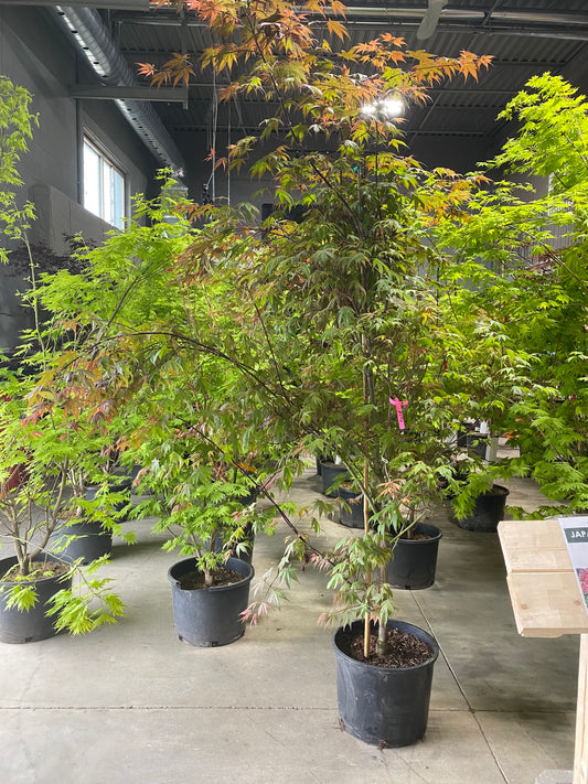 Acer Palmatum 'Fireglow'