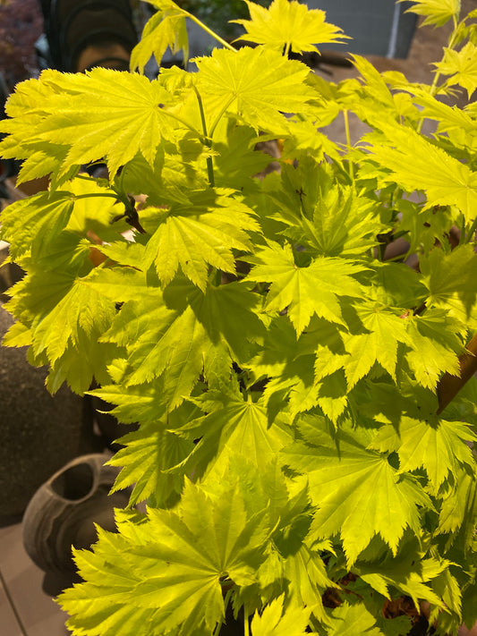 Acer Shirasawanum 'Aureum'/ "Golden Full Moon"