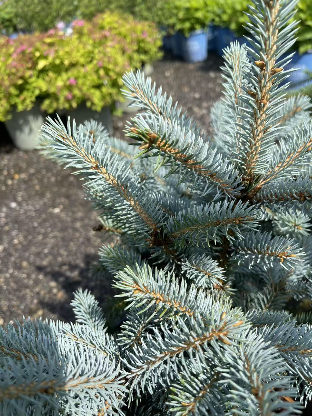 Dwarf Blue Spruce