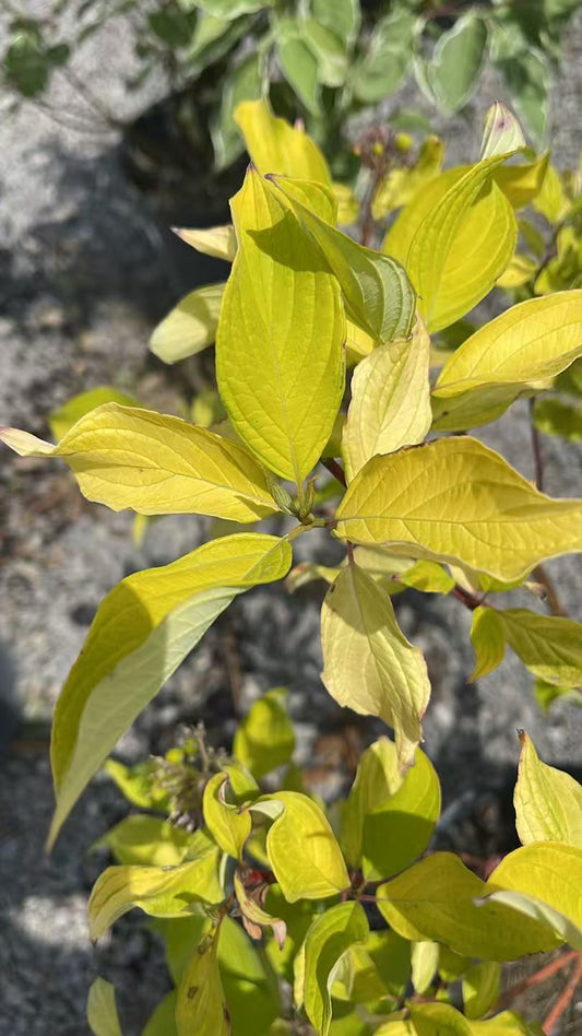 Golden Praire Fire Dogwood