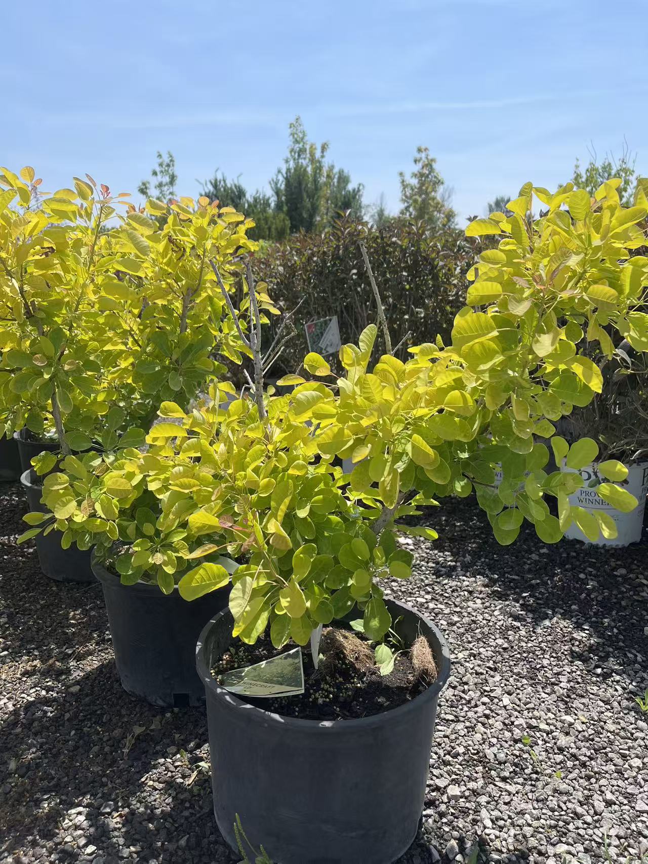 Winecraft Gold Smokebush