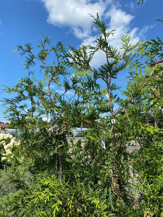 Cedar 'Green Giant'