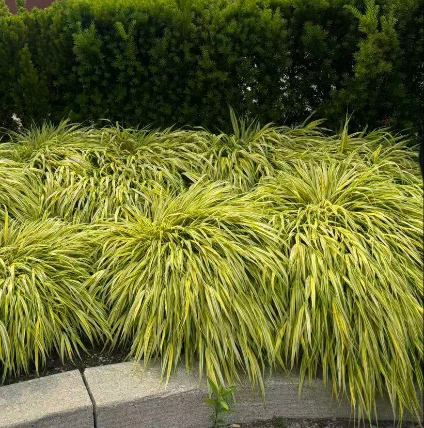Japanese Hakone Grass Aureola