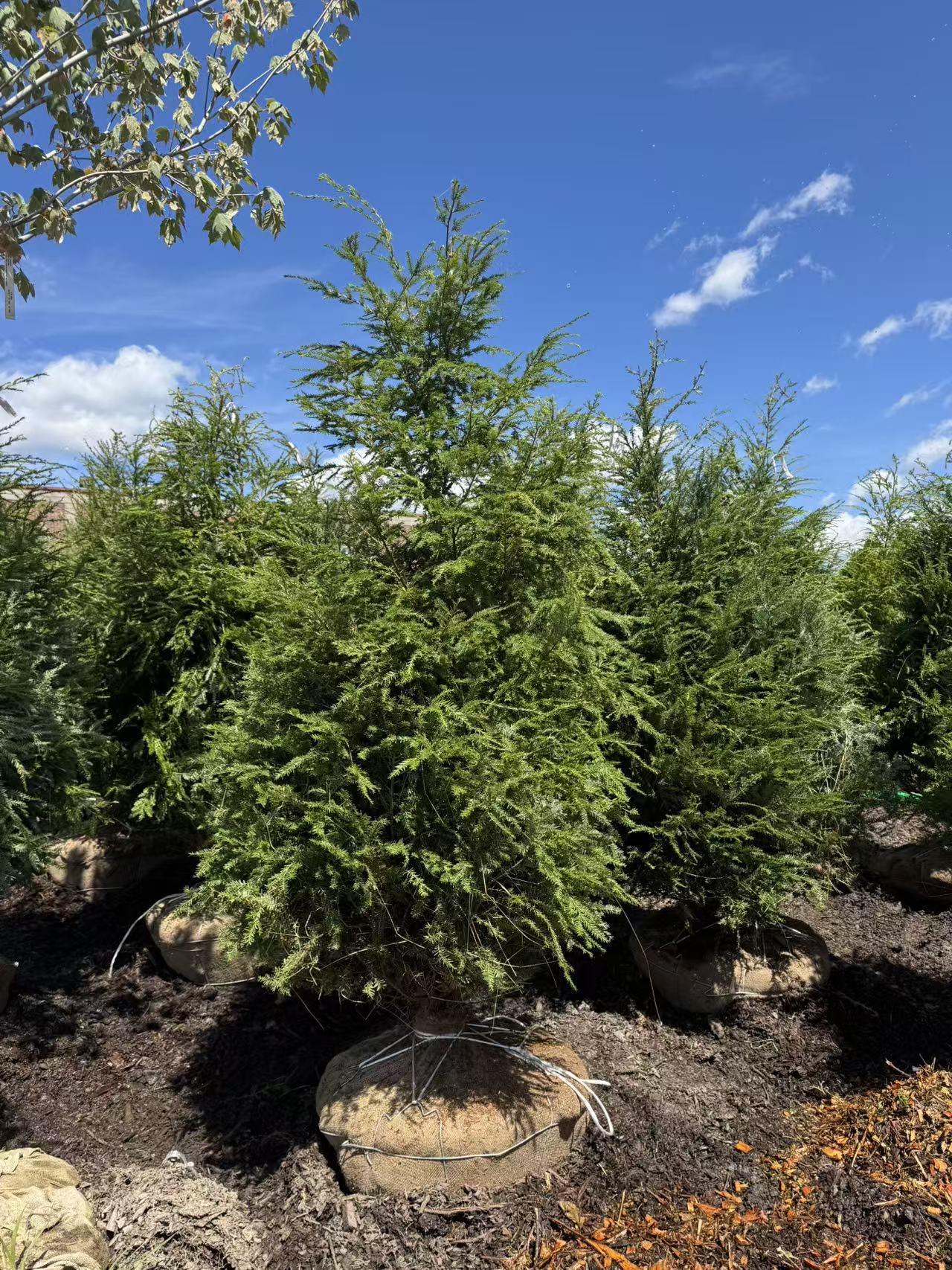Eastern Hemlock