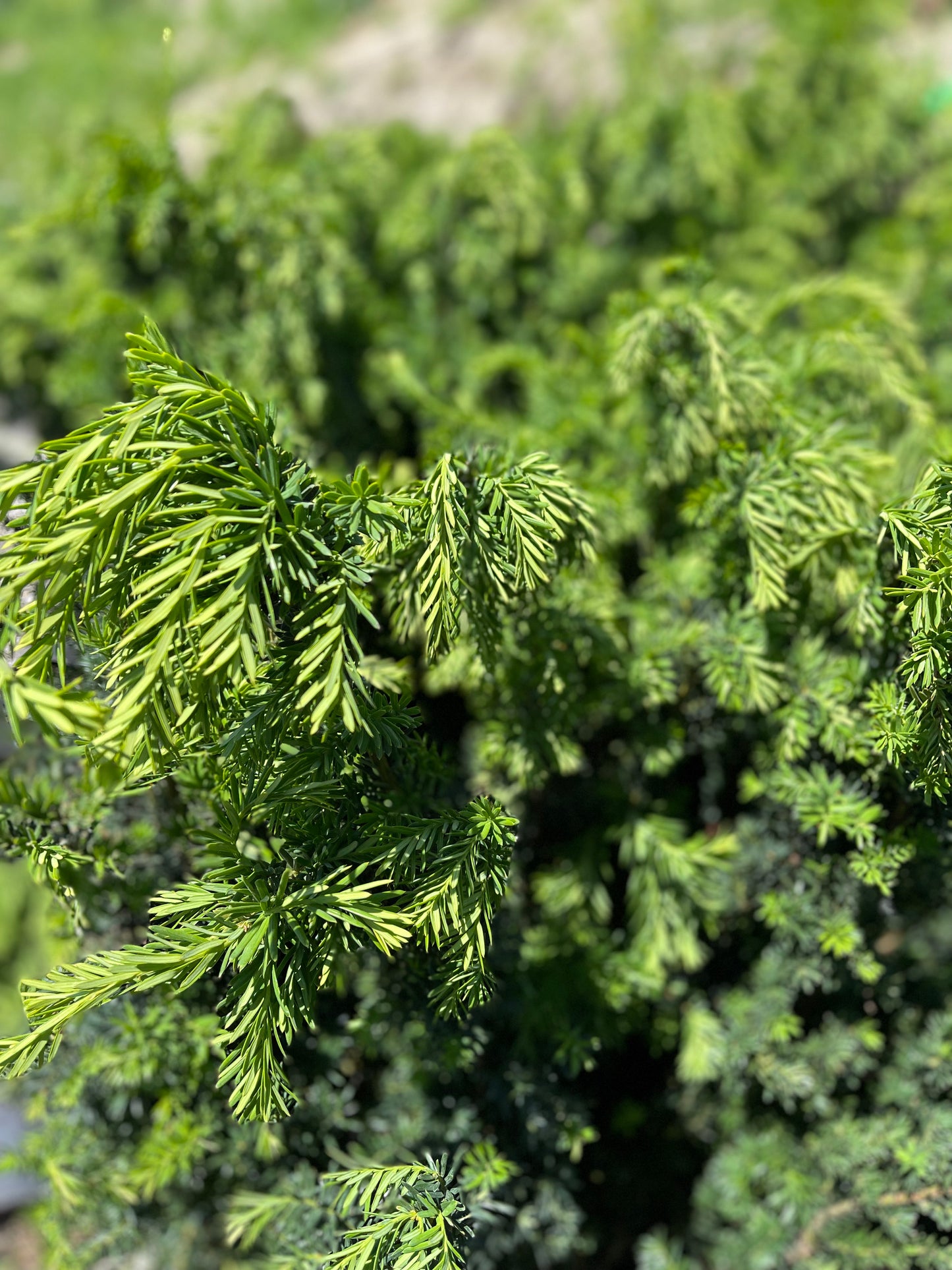 Hill's Yew