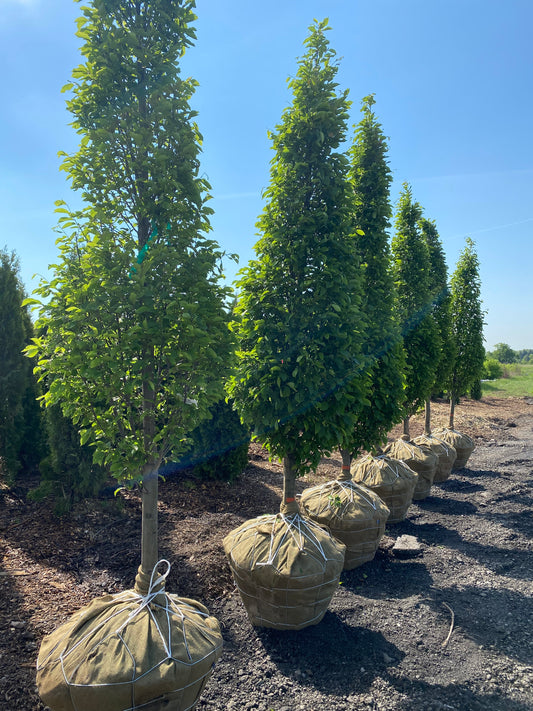 Pyramidal European Hornbeam