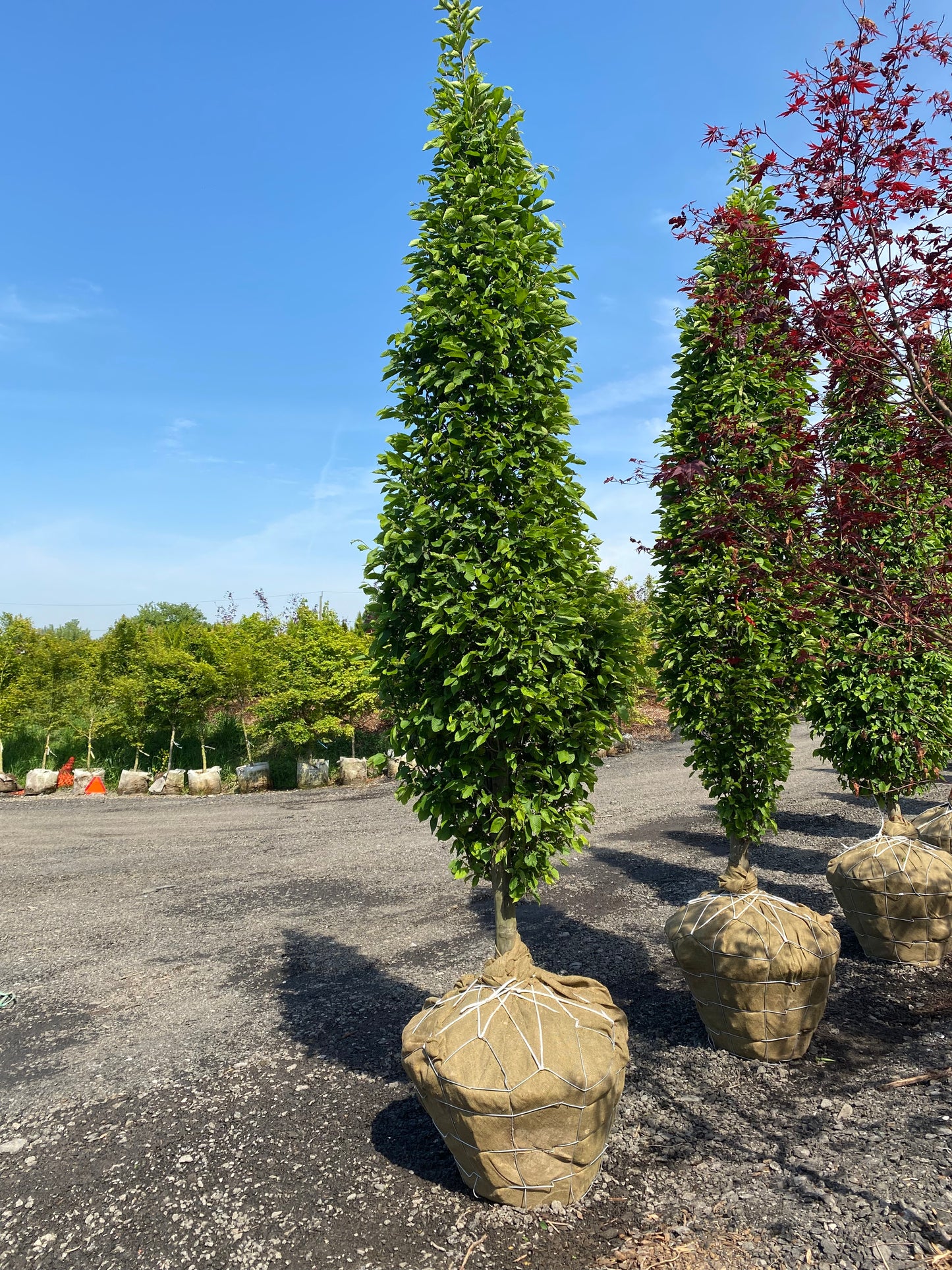 Pyramidal European Hornbeam