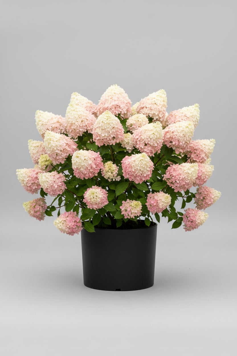 Hydrangea paniculata 'SWEET SUMMER'