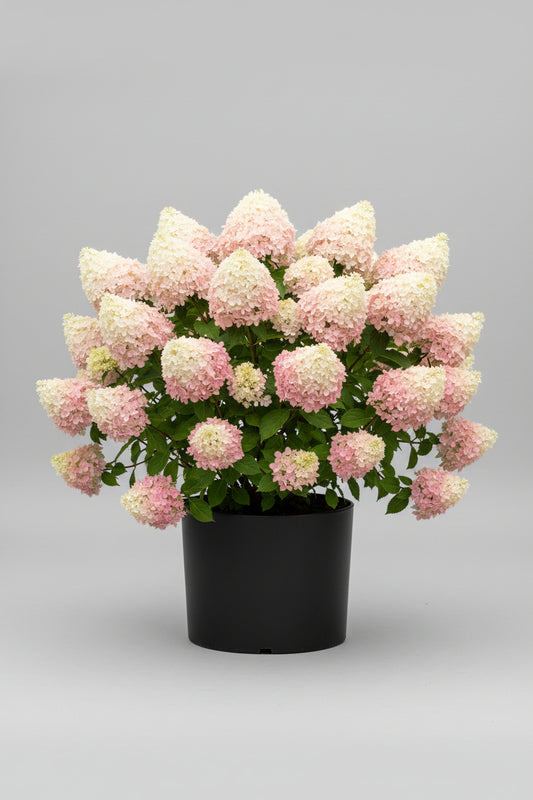 Hydrangea paniculata 'SWEET SUMMER'