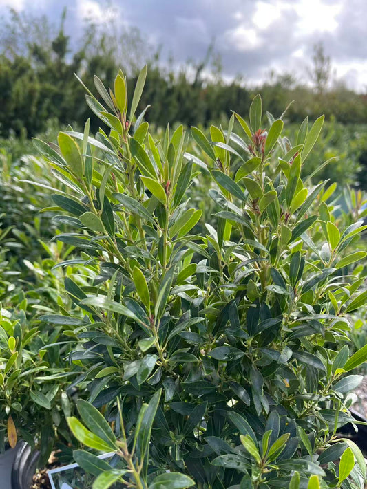 Gem Box Inkberry holly