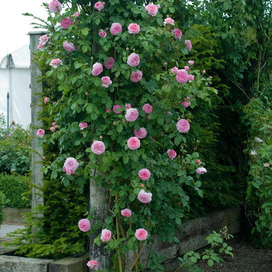James Galway David Austin English Climbing Rose