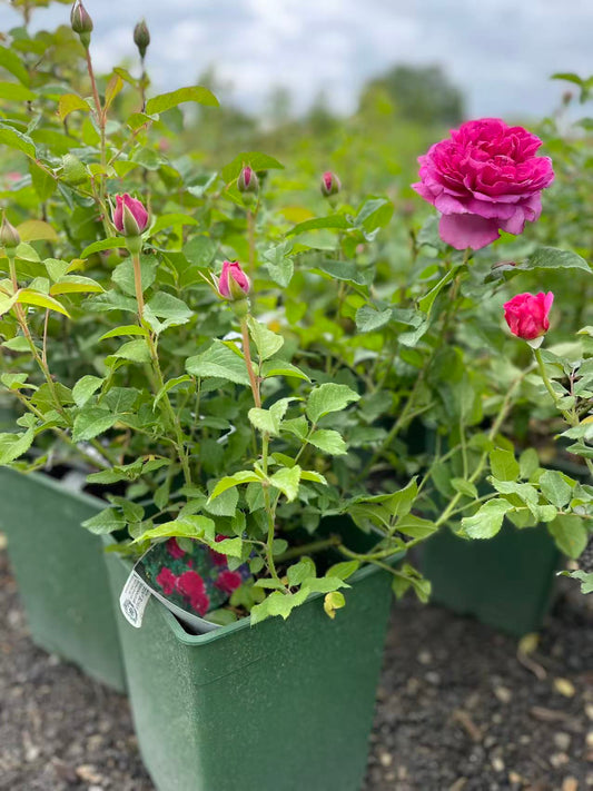 James L. Austin™ David Austin Rose