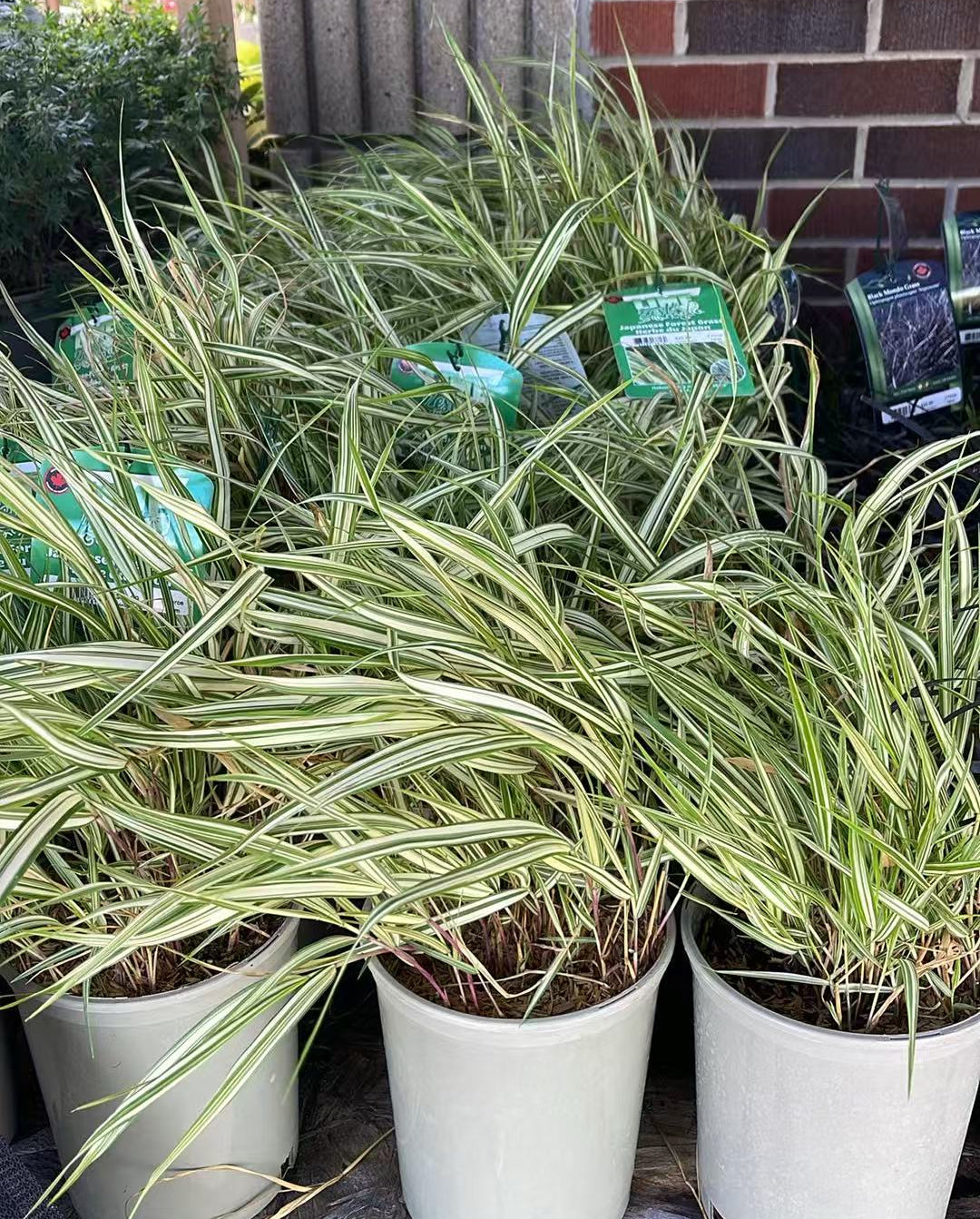 Hakone Grass 'Lime Zest'