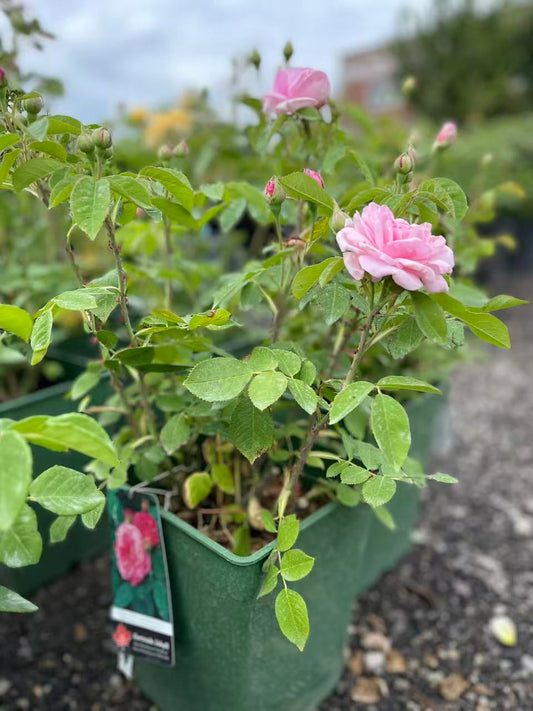 Gertrude JekyIl David Austin Rose
