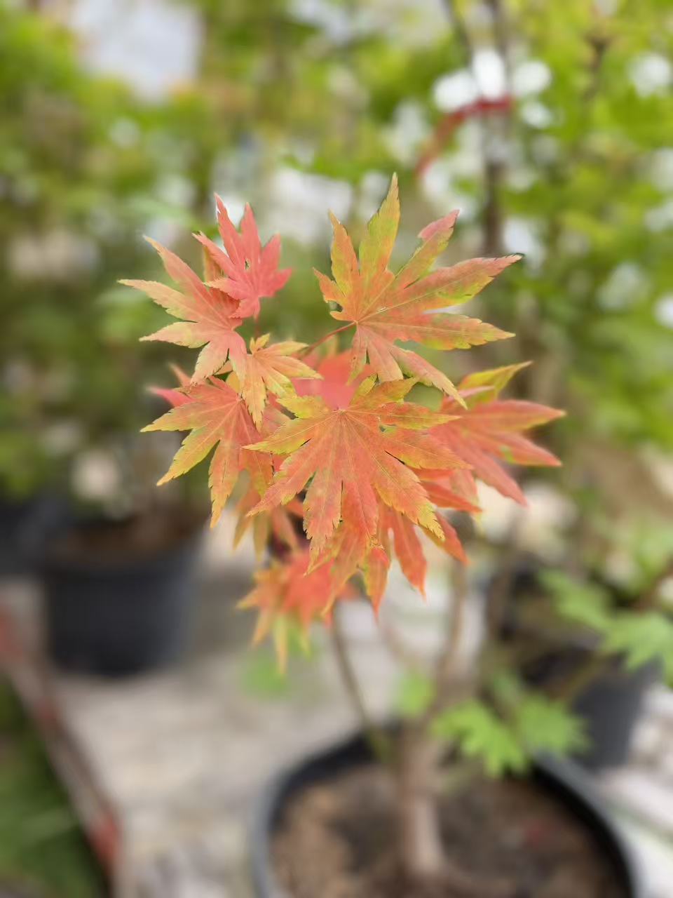 Acer shirasawanum Jordan