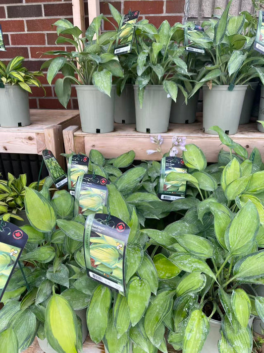 Hosta 'June'