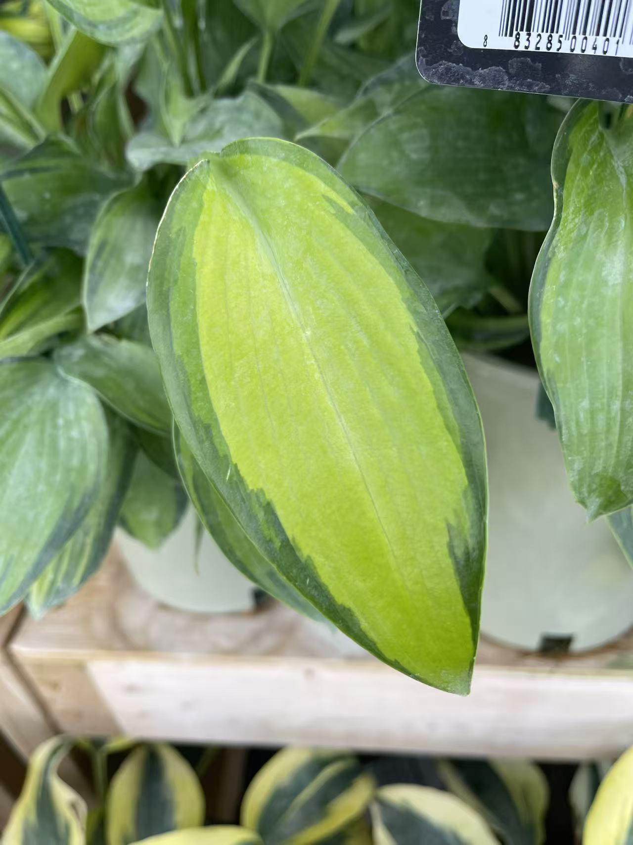 Hosta 'June'