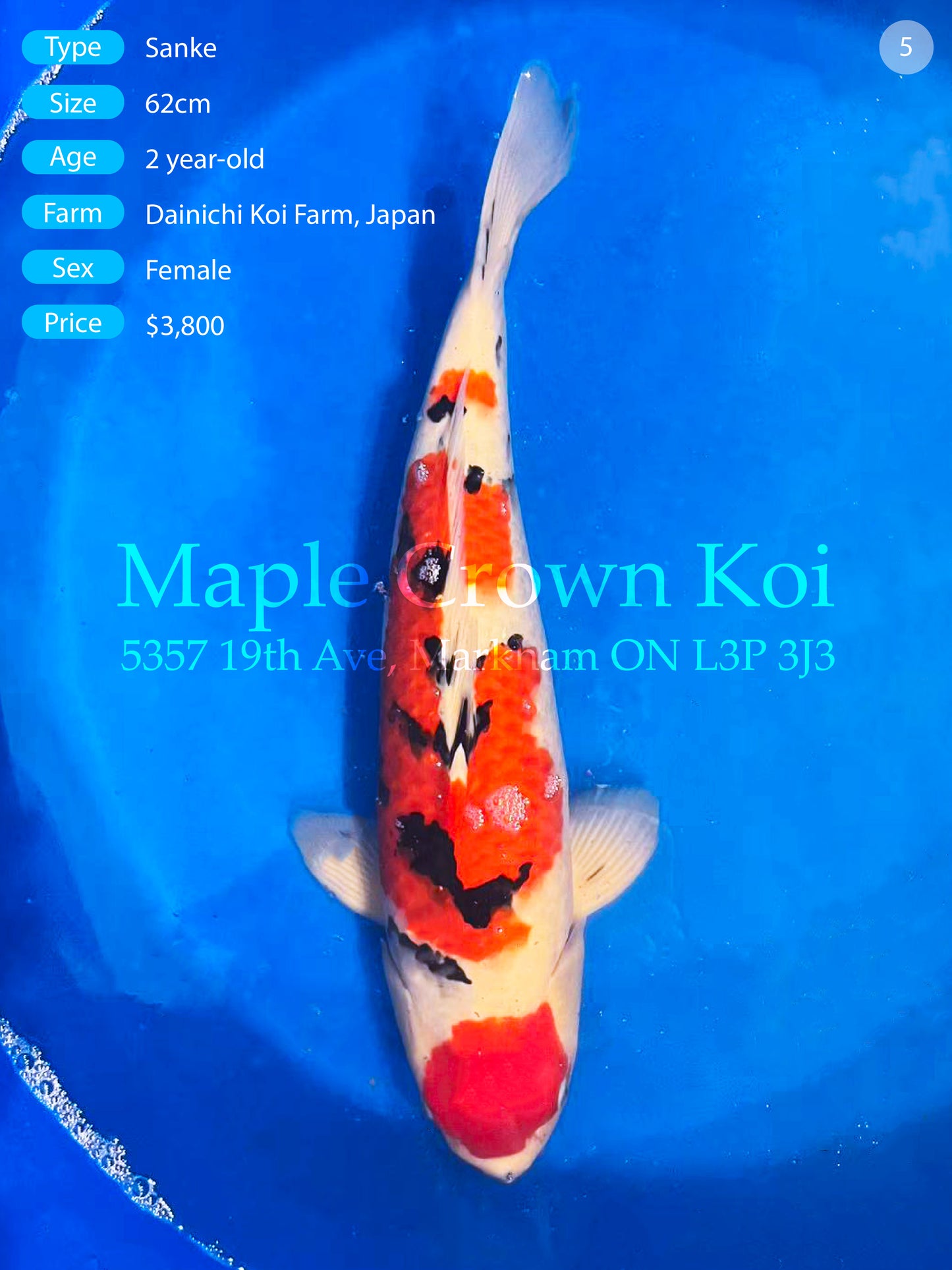 Sanke 62cm