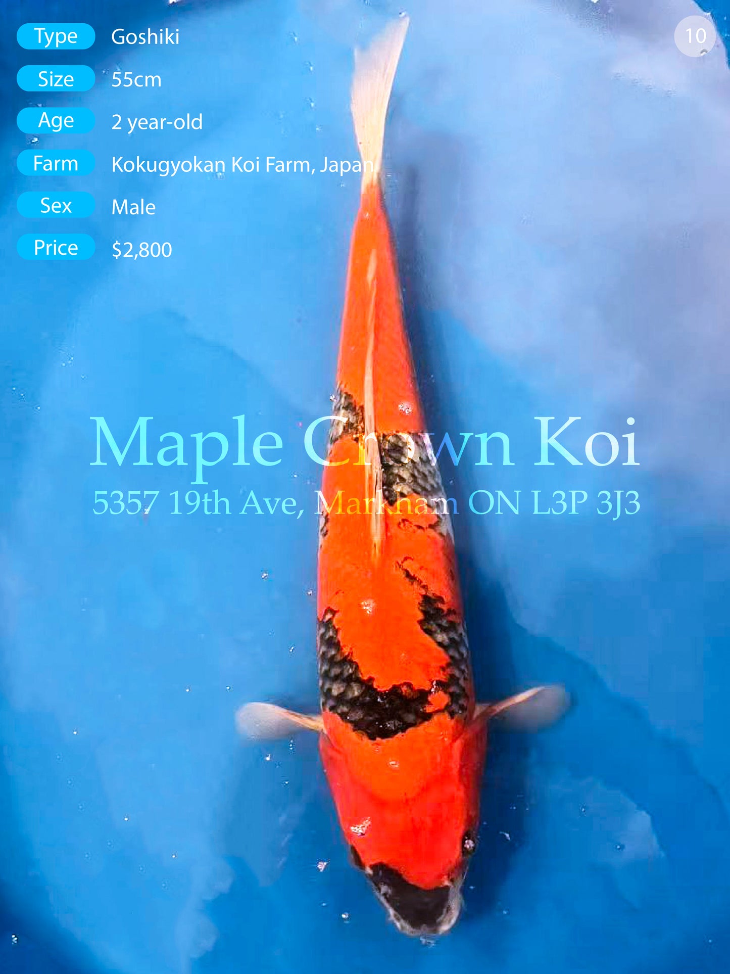 Goshiki 55cm