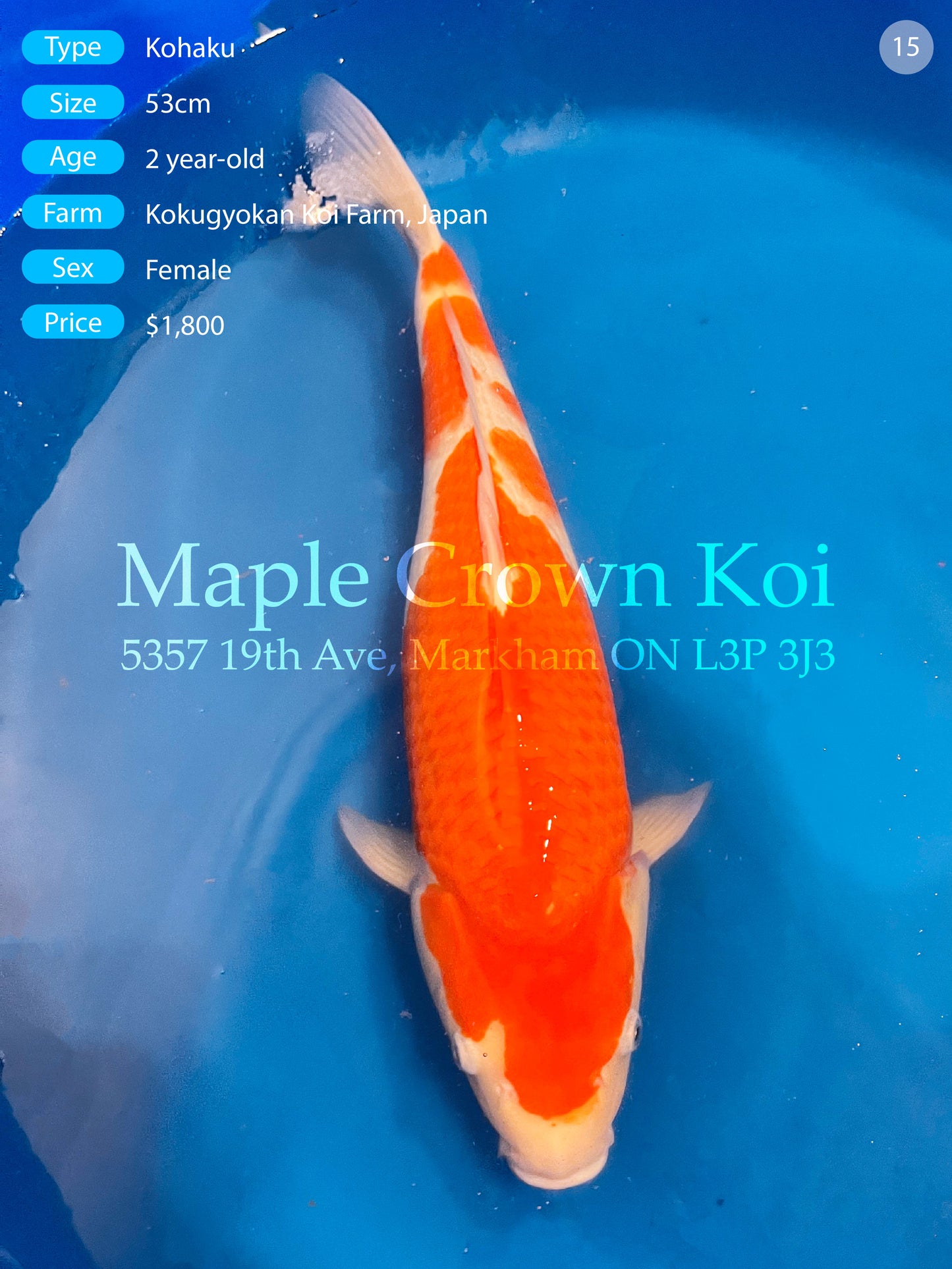 Kohaku 53cm