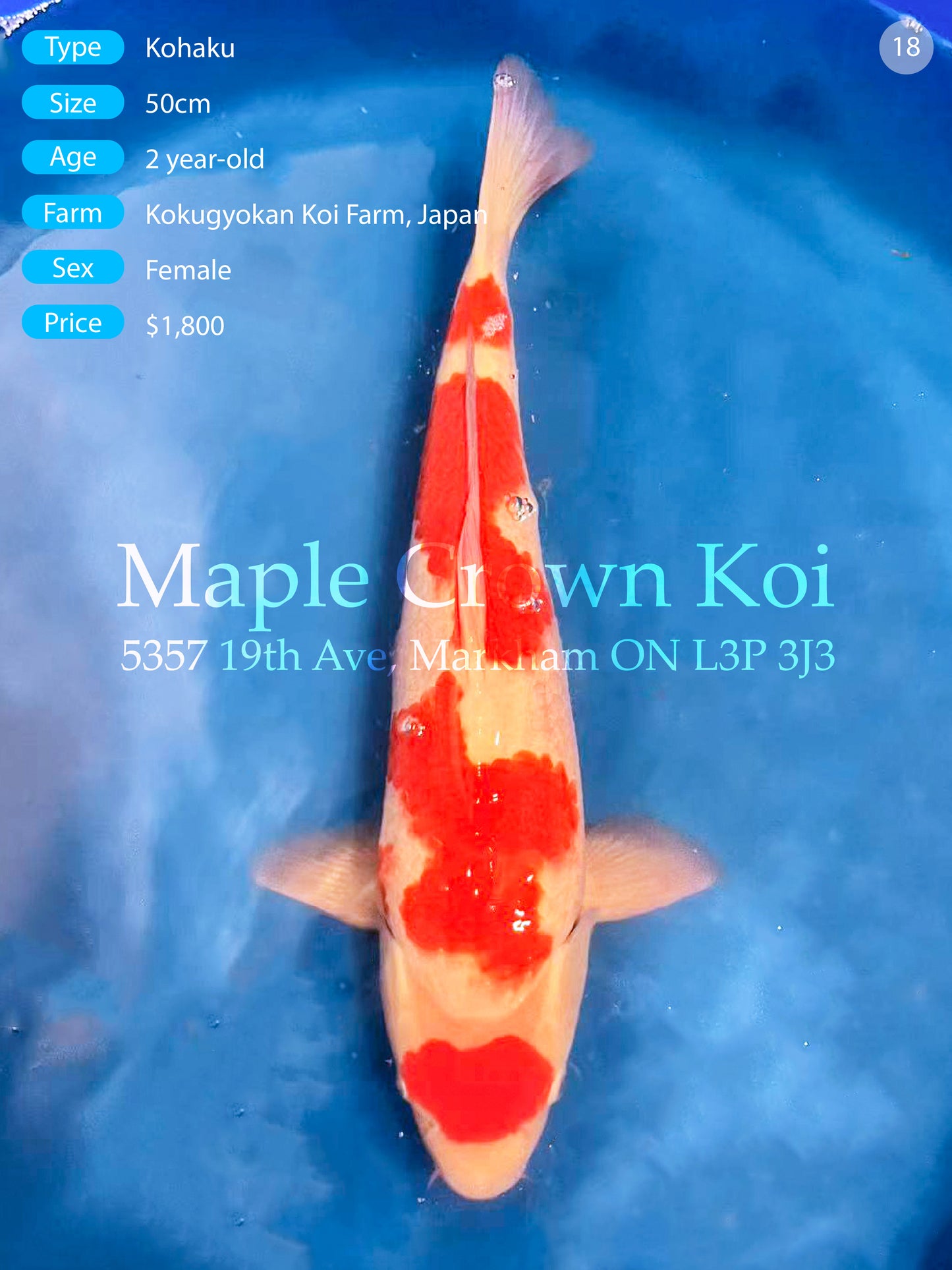 Kohaku 50cm