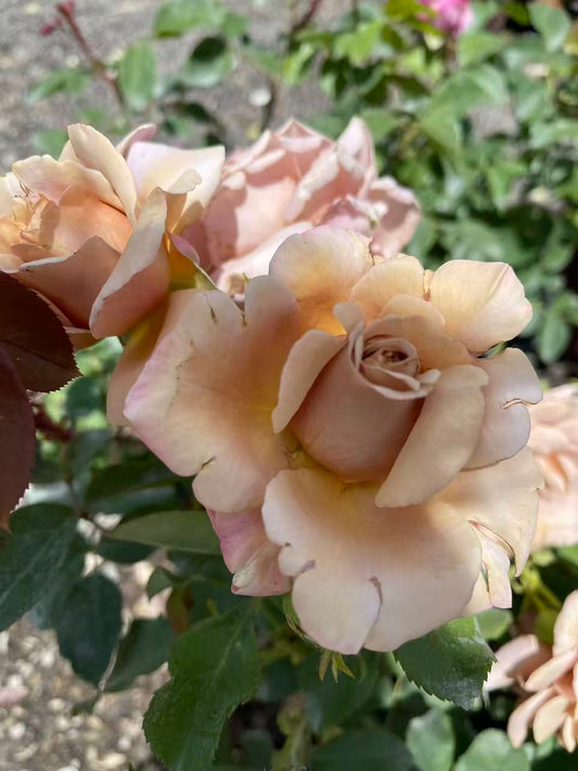 Koko Loko™ Rose
