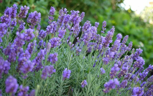 Lavender 'Phenomenal'